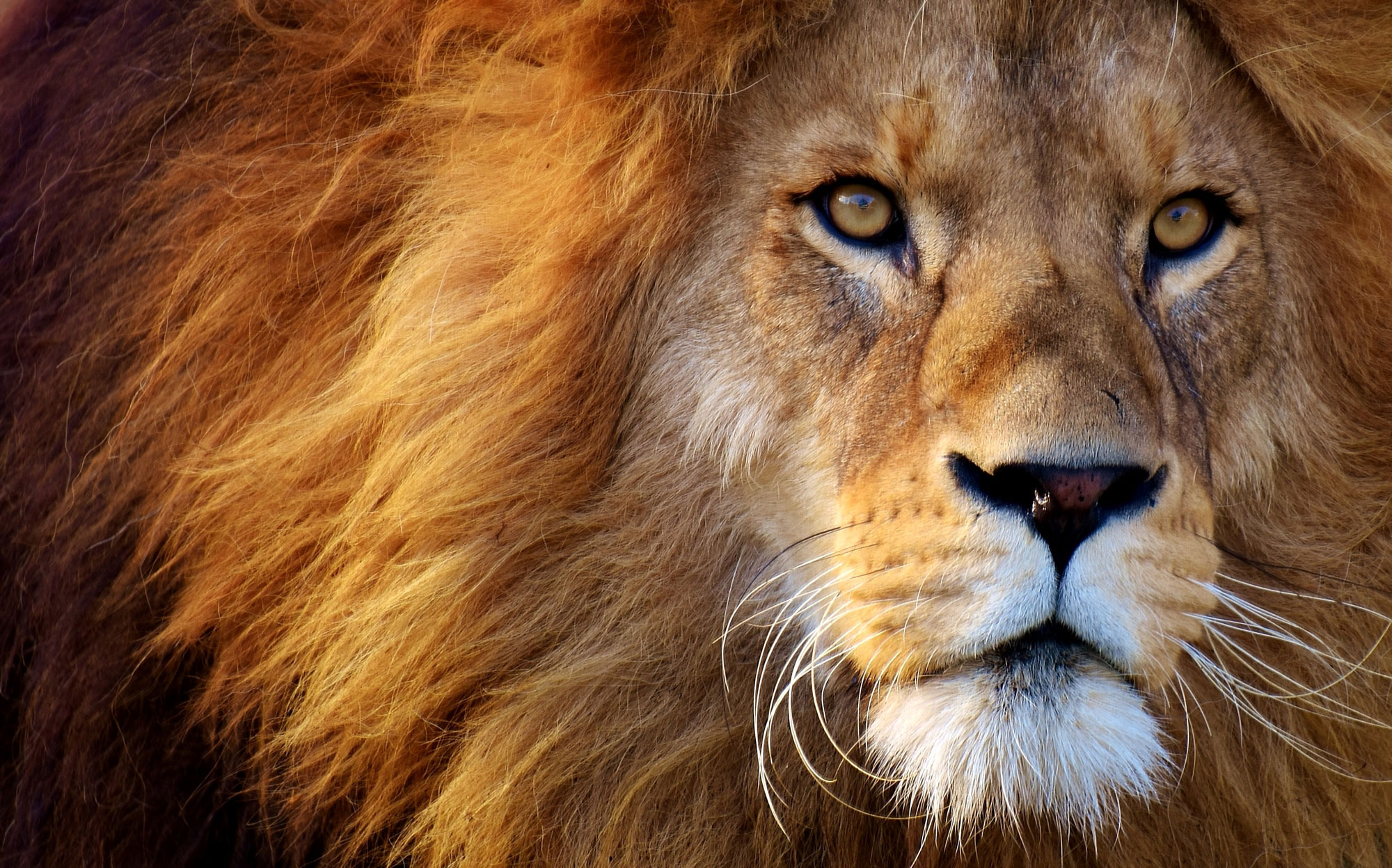 Zoo Schwerin - Azubicard