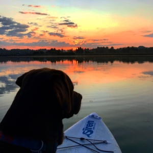 Stand-Up-Paddling ist eine tolle Möglichkeit, um sich fit zu halten. Dabei trainierst du nicht nur deine Standhaftigkeit und Balance, im weiteren Verlauf geht das Training auch deutlich auf Kraft und Ausdauer. Aber das tolle daran? Es liegt ganz an dir, in welcher Intensität du das Paddeln ausüben möchtest. Denn auch um einfach den Kopf frei zu bekommen und sich in der Natur zu entspannen, eignet sich das Stand-Up-Paddling perfekt. Du möchtest gerne etwas Neues ausprobieren oder dein Können weiter verbessern? Bei uns lernst du spielend einfach, wie du mit deinem Board und Paddel umgehst – vom Transport und Vorbereitung an Land bis zur Durchführung auf dem Wasser. Wir zeigen dir, wie man seine Balance auf dem Board hält und wie man am besten sein Paddel hält, um voran zu kommen. Zum Einstieg erklären wir Dir den richtigen Stand und die passende Paddeltechnik erst am Land, bevor es dann aufs Wasser geht. Außerdem zeigen wir Dir (wenn du willst) die schönsten Paddelorte Deutschlands und der Beneluxstaaten, und wie du diese vom Wasser aus genießen kannst. Also worauf wartest du noch? Bei uns könnt Ihr tolle Erfahrungen sammeln und den Spaß am Wassersport mit anderen Kursteilnehmern teilen. Wir freuen uns auf Dich! Die benötigten Materialien, welche sehr gut für Anfänger geeignet sind, stellen wir zur Verfügung (außer ihr habt bereits euer eigenes Board, dieses könnt Ihr natürlich gerne mitbringen). Durch das Erlernen der gängigen Fachbegriffe und der verschiedenen Fahrtechniken könnt Ihr gefahrlos den Paddelspaß auf dem Wasser genießen!