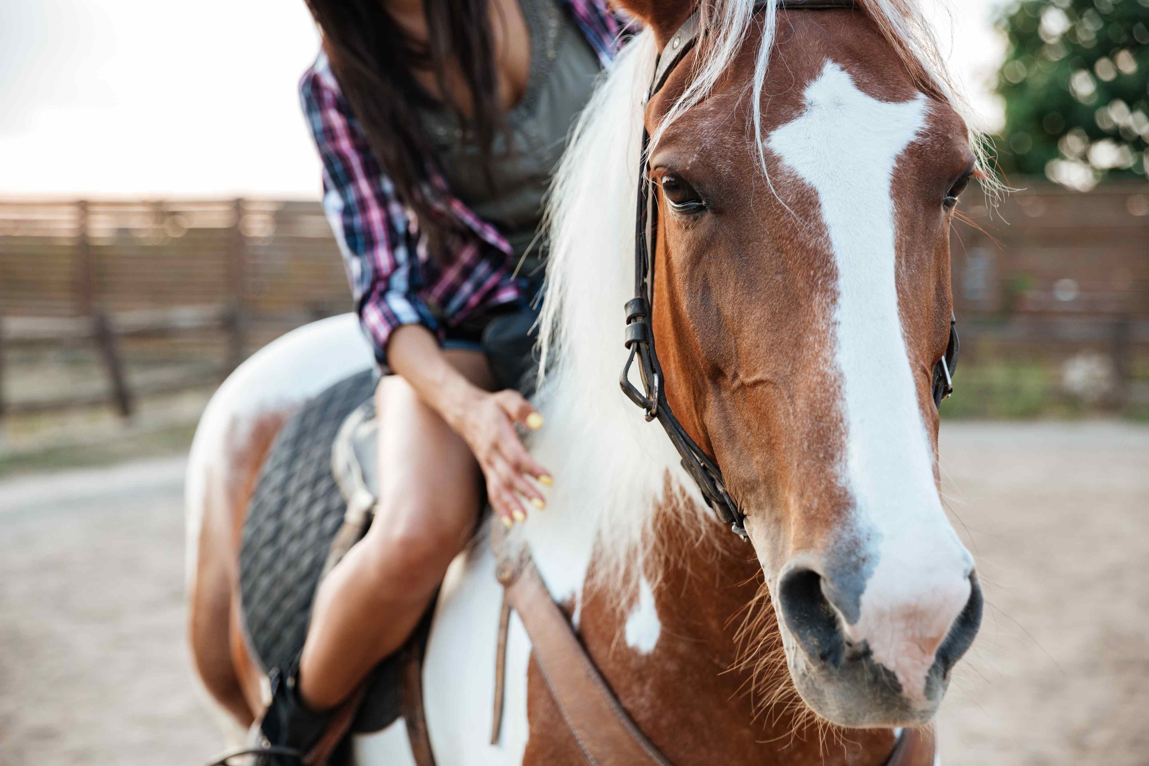Ride Him Cowgirl