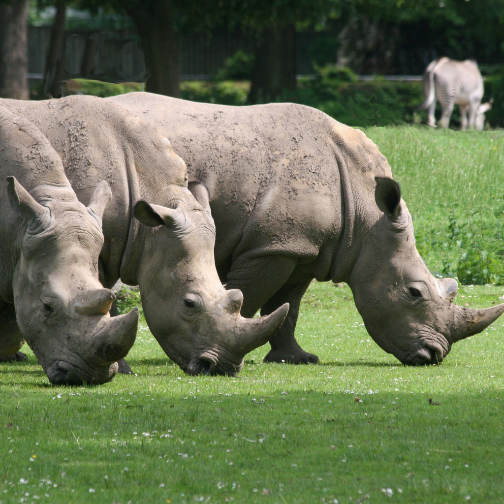 Zoologischer Garten Augsburg GmbH